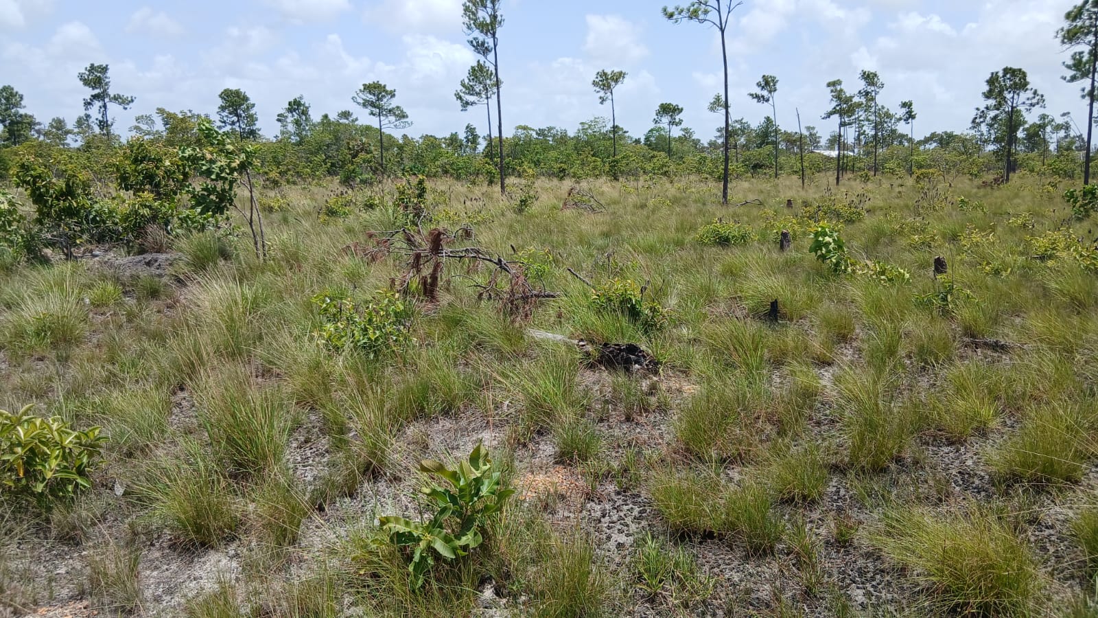 Independence Village, Stann Creek District, Gutiwill Area